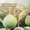 【福东海】化橘红500克/盒（铁罐）（独立袋） FDH01011235