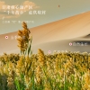 【福东海】黄芪520克（10克*52袋）/盒 FDH01010907
