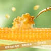 燕之坊 有机黄糯玉米礼盒1.9kg 有机黄糯玉米棒*8根