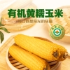燕之坊 有机黄糯玉米礼盒1.9kg 有机黄糯玉米棒*8根
