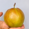 嗨果粒 隰县玉露香梨精选10粒 上架时间9月1日下架时间3月31日